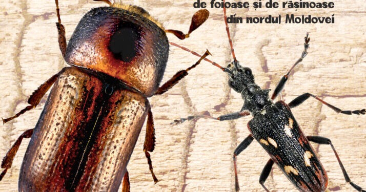 ”Gravorii lemnului. Gîndaci de scoarță, din pădurile de foioase și de rășinoase din nordul Moldovei”, la Muzeul de Științele Naturii Suceava