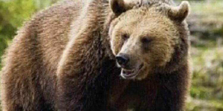 Cătălin Roibu, profesor universitar la Facultatea de Silvicultură, după aprobarea legii referitoare la urși: Cert este că în momentul de față trebuia intervenit, cert este că viața omului este mai presus de toate. Mai puțină emoție și mai multă știință vor face întotdeauna bine