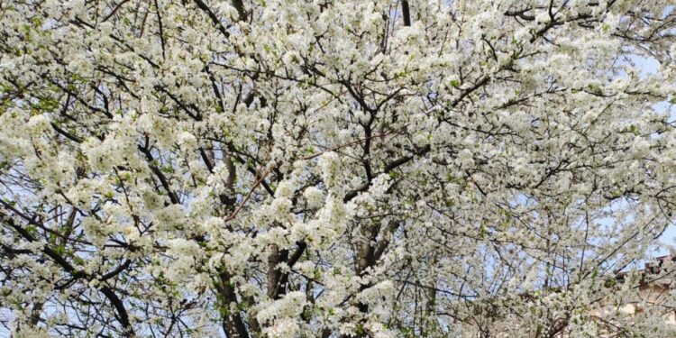 Suceava, orașul florilor de corcoduș