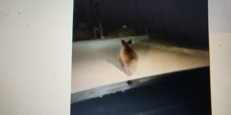 Un urs a fost văzut alergînd pe străzile din Fălticeni. Autoritățile au emis un mesaj RO-Alert. Jandarmii au fugărit ursul din oraș