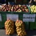 Claudia Elena Gogu, după ”Tîrgul Mărului” de la Fălticeni: Evident că seceta și-a spus cuvîntul și la capitolul producție de mere. Dar în zona Fălticeni producătorii s-au dezvoltat destul de frumos și sînt plantații care au instalații de irigat prin picurare și atunci, acolo, lucrurile stau cu totul și totul altfel