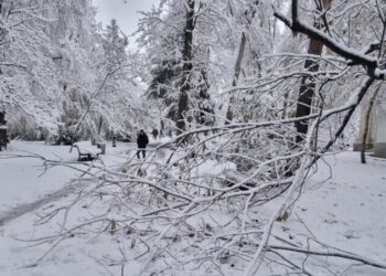Mai mulți copaci din municipiul Suceava s-au rupt sub greutatea zăpezii, în această dimineață. Opt mașini au fost avariate (Foto)