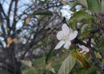 Pomi fructiferi înfloriți în luna noiembrie. Prof. univ. dr. Mircea Oroian: Cu cît cantitatea de floare pe copac este mai ridicată, cu atît producția în următorul an va fi mai scăzută