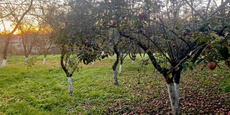 Arhiepiscopia Sucevei și Rădăuților doar face fotografii și bate obrazul, dar la strîns mere nu se bagă