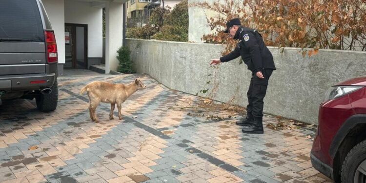 Poliția Locală a prins o capră care se plimba prin Suceava. Un medic veterinar a stabilit că este vorba de un exemplar caprin din rasa ”Alpină Franceză” în vîrstă de aproximativ 6 luni