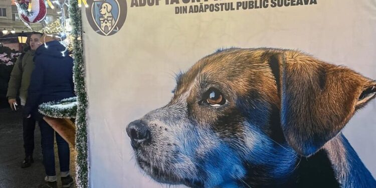 Una-două adopții de cîini pe zi, de la adăpostul Sucevei. A fost înființată pagina de Facebook ”Adăpostul Public Suceava”. La Tîrgul de Crăciun din centrul Sucevei funcționează un centru pentru adopții