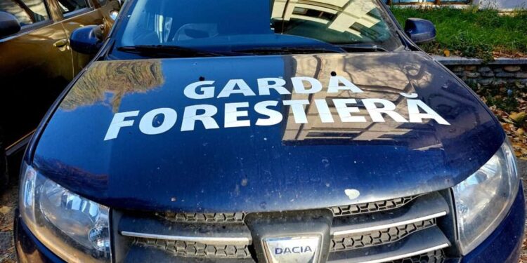 Consilier de la Garda Forestieră, trimis în judecată pentru 200 de infracțiuni legate de învîrteli cu avize de însoțire pentru 26 de afaceriști din domeniul lemnului