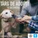 Tîrg de adopții de cîini, duminică, în centrul Sucevei. Cei care vor face adopții vor primi hrană pentru patrupede