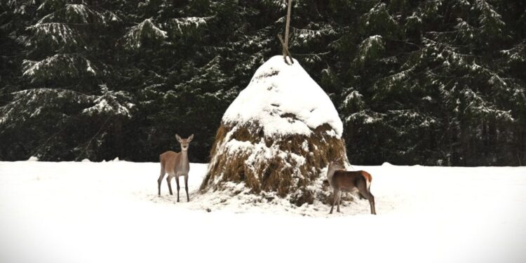 Hrană complementară, pentru căprioarele și cerbii din fondul cinegetic 20 Valea Putnei