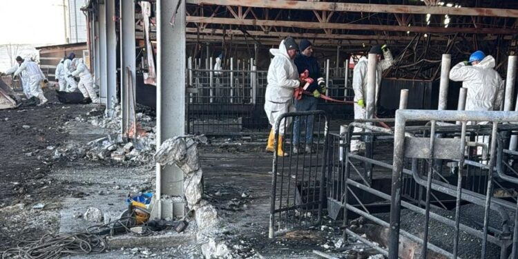 Directorul DSV Suceava, după finalizarea operațiunii de îngropare a celor peste 5.000 de porci care au ars la Vorniceni: ”Să sperăm că peste un an de zile vom reinaugura ferma”