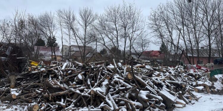 Peste 20 de familii din Suceava vor beneficia de lemn gratuit. Lemnul provine din lucrările de tăiere și toaletare a arborilor efectuate pe domeniul public al municipiului