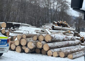 Polițiștii au depistat patru transporturi ilegale de lemn și au pus sub sechestru două mașini