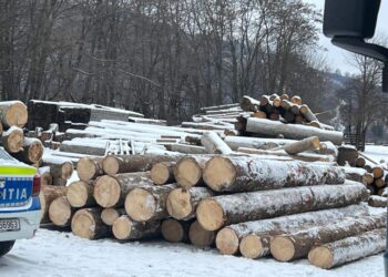 Un tînăr beat și fără permis, depistat la volanul unui autoutilitare pline cu lemn fără documente legale