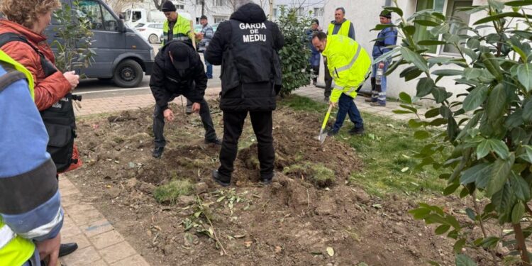 Plantări de arbori, cu ocazia Zilei Gărzii de Mediu