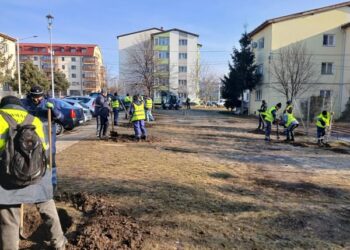 Primăria Suceava: În cartierul Burdujeni au început deja lucrările de plantare a copacilor