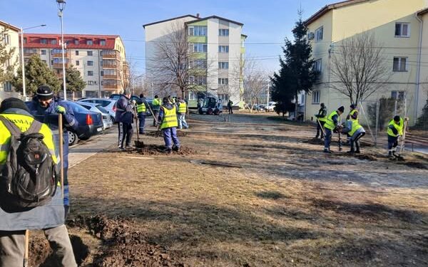 Primăria Suceava: În cartierul Burdujeni au început deja lucrările de plantare a copacilor