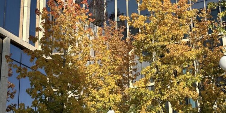 Zonă verde în amenajare la Iulius Mall Suceava.  Evenimente în aer liber, 180 de arbori maturi și gazon special pentru relaxare