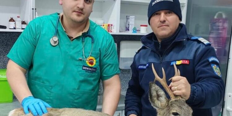 Căprioară salvată, după un apel la 112 și intervenția unor jandarmi și a unor medici veterinari