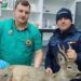Căprioară salvată, după un apel la 112 și intervenția unor jandarmi și a unor medici veterinari