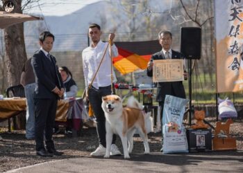 Cîine rasa Akita crescut de un tînăr din Vatra Moldoviței, a cîștigat titlul “AKIHO Winner”, la Torino