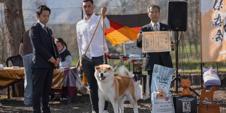 Cîine rasa Akita crescut de un tînăr din Vatra Moldoviței, a cîștigat titlul “AKIHO Winner”, la Torino