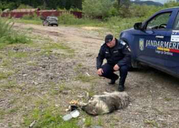 Dosar penal pentru o femeie de 64 de ani, care a legat un cîine de mașina sa și l-a tîrît pe un drum din Stulpicani!