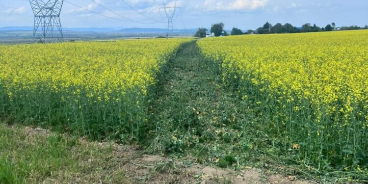 Un tînăr șofer, din județul Suceava, a fost fugărit de polițiști, care pentru a-l prinde au folosit banda cu cuie și au tras patru focuri de armă spre mașină. Acesta a fost reținut pe un cîmp agricol din județul Iași
