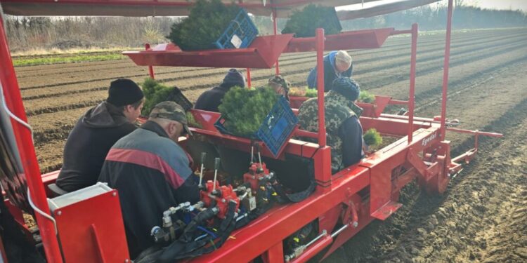 Utilaj modern folosit de Pepiniera Salcea, pentru lucrări efectuate în cazul puieților de molid