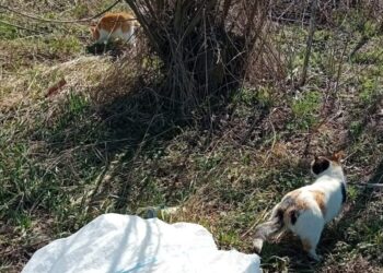 Polițiștii l-au identificat și amendat cu 3.000 de lei pe un sucevean care a aruncat două pisici la marginea drumului