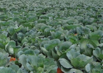 Vremea rece din această primăvară a afectat culturile de varză, și nu numai, de la Milișăuți