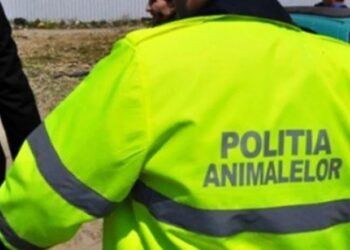 Bărbat amendat cu 12.000 de lei pentru abandonul a patru pisici. Suceveanul a fost dat de gol de o înregistrare video