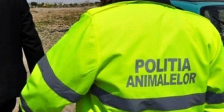 Bărbat amendat cu 12.000 de lei pentru abandonul a patru pisici. Suceveanul a fost dat de gol de o înregistrare video