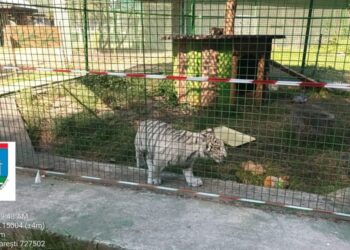 Inspectorii de la Garda Națională de Mediu au amendat și închis colțul zoologic de la Zaharești. Aici este și unul din cele aproximativ 100 de exemplare de ligru existente la nivel mondial