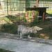 Inspectorii de la Garda Națională de Mediu au amendat și închis colțul zoologic de la Zaharești. Aici este și unul din cele aproximativ 100 de exemplare de ligru existente la nivel mondial