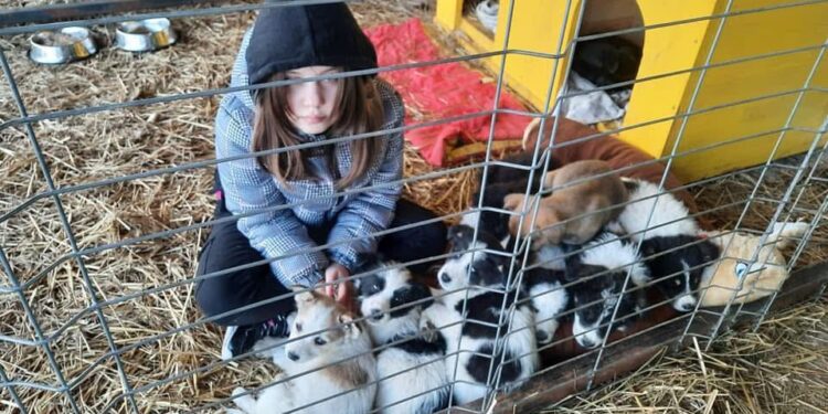 Asociația ”Arca lui Oscar” Siret, care se ocupă de adăpostul pentru cîini, amendată de ITM Suceava. Primarul Siretului, Adrian Popoiu: Nici o faptă bună nu rămîne nepedepsită