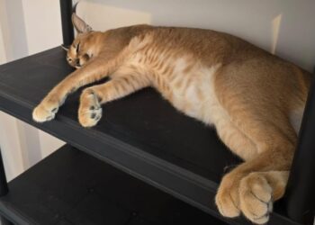 ”În jurul orei 22:15, jandarmii au găsit râsul pe strada Pleșești Gane din municipiul Fălticeni și l-au recuperat în siguranță”