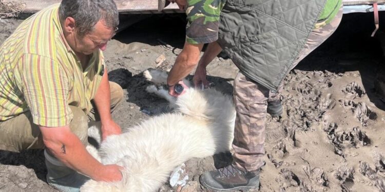 Se contabilizează pagubele din zootehnie de după inundațiile de la Broșteni. Sînt date dispărute zeci de caprine, ovine și porcine, și peste 700 de păsări