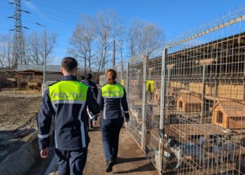 Biroul pentru Protecția Animalelor Suceava: De Ziua Mondială a Animalelor, îi rugăm pe toți deținătorii să privească dincolo de obligația legală și să ofere respect, grijă și afecțiune