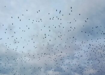 Suceava, ”orașul ciorilor”. Scriitorul și artistul plastic Constantin Severin: Nu trebuie să urîm ciorile. Dar nici nu putem permite ca orașul nostru să devină un loc în care să ne fie frică să mai ieșim cu o sacoșă în mînă