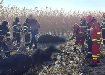 22 din cele 23 de vaci care au căzut într-un iaz de la Rădășeni, salvate de pompierii militari și civili