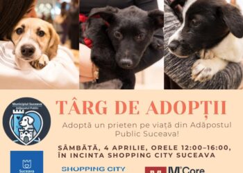 Tîrg de adopții de căței, organizat pe 4 aprilie la Shopping City Suceava (Foto)