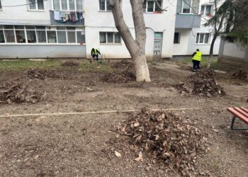 Primăria Suceava, iarba, copacii, băncile și arhitectul uitat