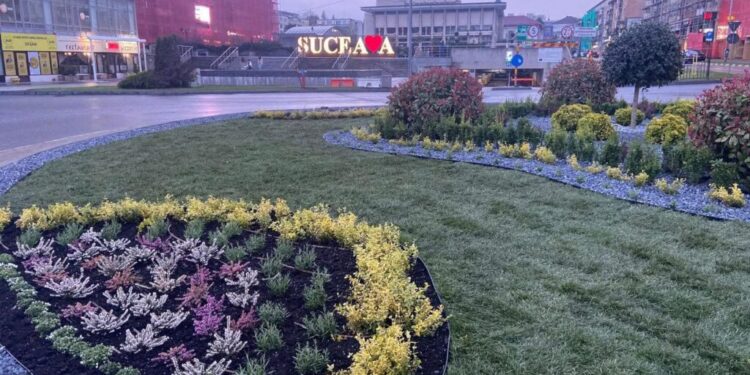 Primăria Suceava dă startul plantărilor: peste 21.000 de flori vor transforma orașul în următoarele zile