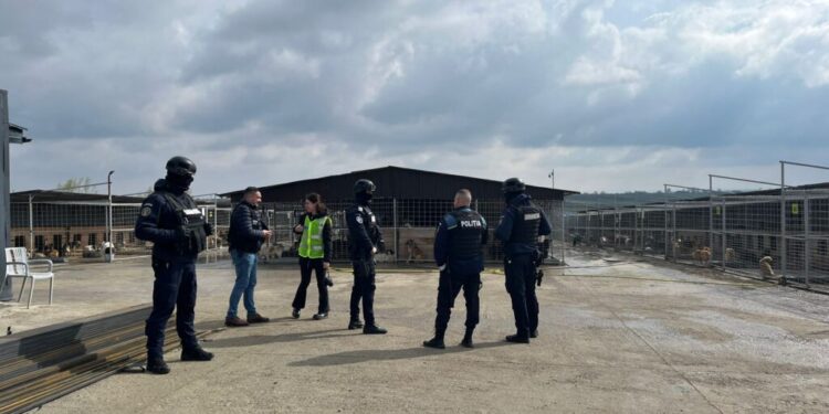 Percheziții la Berchișești, la un adăpost pentru animale și la o locuință