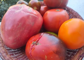 Legumicultorul sucevean Vasile Mătrășoaie a cultivat 12 soiuri de roșii ”care se cultivau acum 100 de ani în urmă și care dau o producție extraordinară și sînt bune la gust”