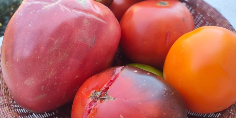 Legumicultorul sucevean Vasile Mătrășoaie a cultivat 12 soiuri de roșii ”care se cultivau acum 100 de ani în urmă și care dau o producție extraordinară și sînt bune la gust”