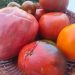 Legumicultorul sucevean Vasile Mătrășoaie a cultivat 12 soiuri de roșii ”care se cultivau acum 100 de ani în urmă și care dau o producție extraordinară și sînt bune la gust”
