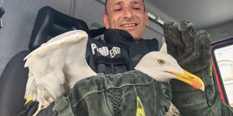 Pescăruș blocat în zona turnului Palatului Administrativ Suceav, salvat de pomperi
