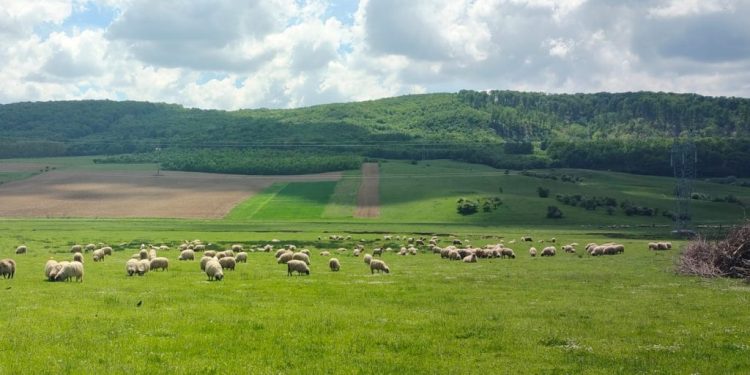 APIA Suceava eliberează adeverințe pentru beneficiarii care doresc să acceseze credite bancare atît în cadrul intervențiilor din sectorul zootehnic, cît și pentru sectorul vegetal