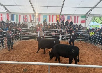 Zootehnia suceveană, prezentă la evenimentul Aberdeen Angus din județul Mureș. Fermierii din județ au fost remarcați pentru implicarea în programele de ameliorare genetică și dezvoltarea fermelor moderne